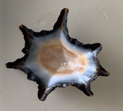 Scutellastra longicosta