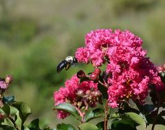 Xylocopa phalothorax