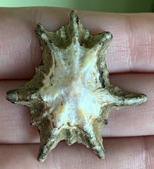 Scutellastra longicosta