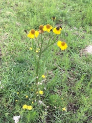 Helenium mexicanum
