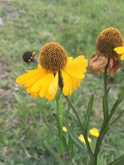 Helenium mexicanum
