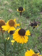 Helenium mexicanum