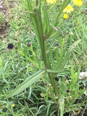 Helenium mexicanum