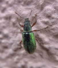 Polydrusus impar