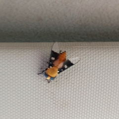 Ancala africana