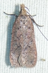 Dichomeris ventrellus