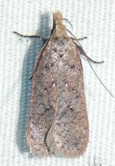 Dichomeris ventrellus