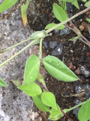 Zornia thymifolia