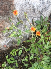 Zornia thymifolia