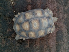 Centrochelys sulcata