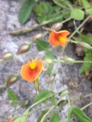 Zornia thymifolia