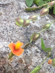 Zornia thymifolia