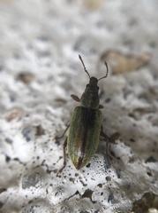 Polydrusus impar