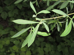 Salix vinogradovii