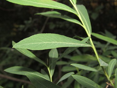Salix vinogradovii
