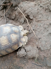 Centrochelys sulcata