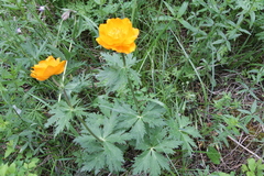 Trollius asiaticus