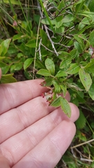 Vaccinium myrtilloides image