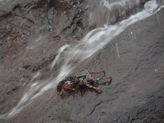 Grapsus adscensionis