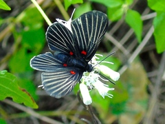 Melanis cephise