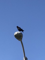 Corvus brachyrhynchos