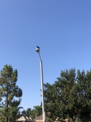 Corvus brachyrhynchos