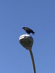 Corvus brachyrhynchos