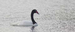Cygnus melancoryphus