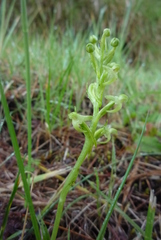 Platanthera devolii