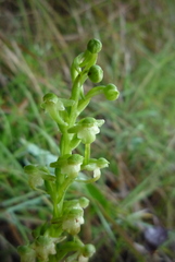 Platanthera devolii