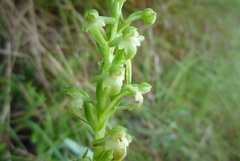Platanthera devolii