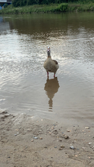 Alopochen aegyptiaca