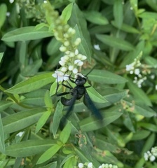 Isodontia auripes
