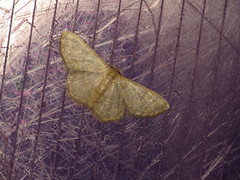 Idaea simplex