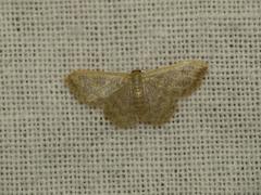 Idaea simplex