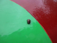 Coleomegilla maculata lengi