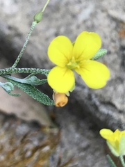Physaria gordonii
