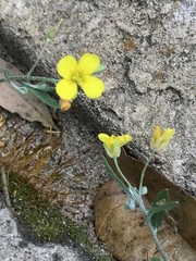Physaria gordonii