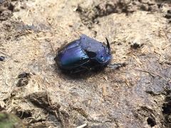 Phanaeus quadridens