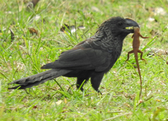 Crotophaga ani
