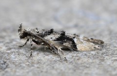 Coleotechnites atrupictella