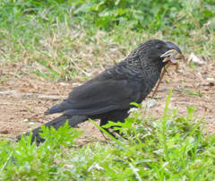 Crotophaga ani