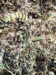 Echium angustifolium