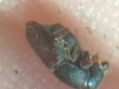 Scolytus intricatus