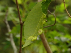 Phylloxera caryaescissa