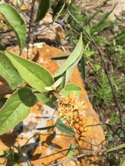 Croton adspersus