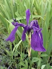 Iris laevigata