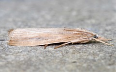 Thopeutis forbesellus