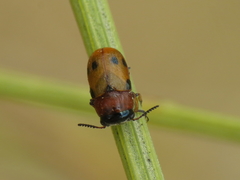 Coptocephala scopolina