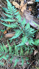 Athyrium niponicum